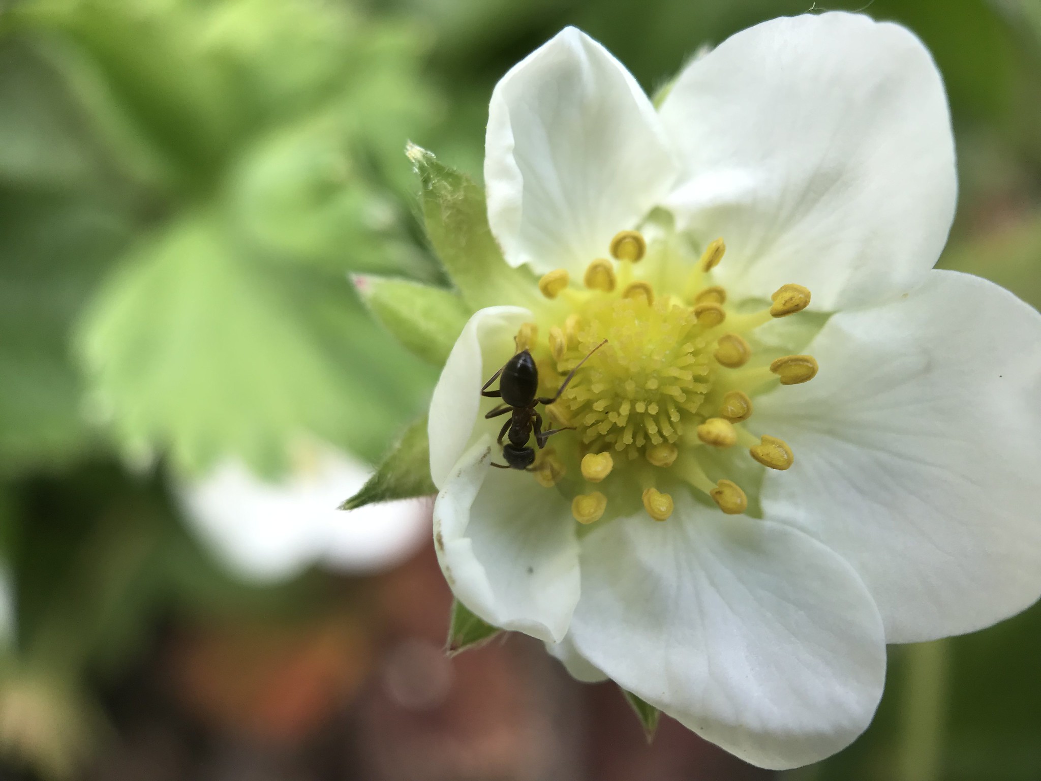 Mier op een witte bloem