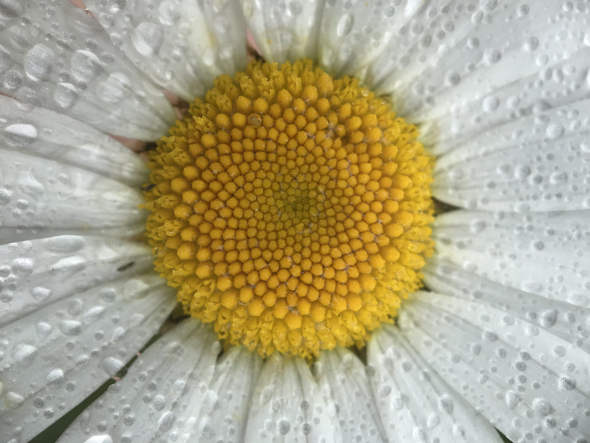 Hart van een witte bloem