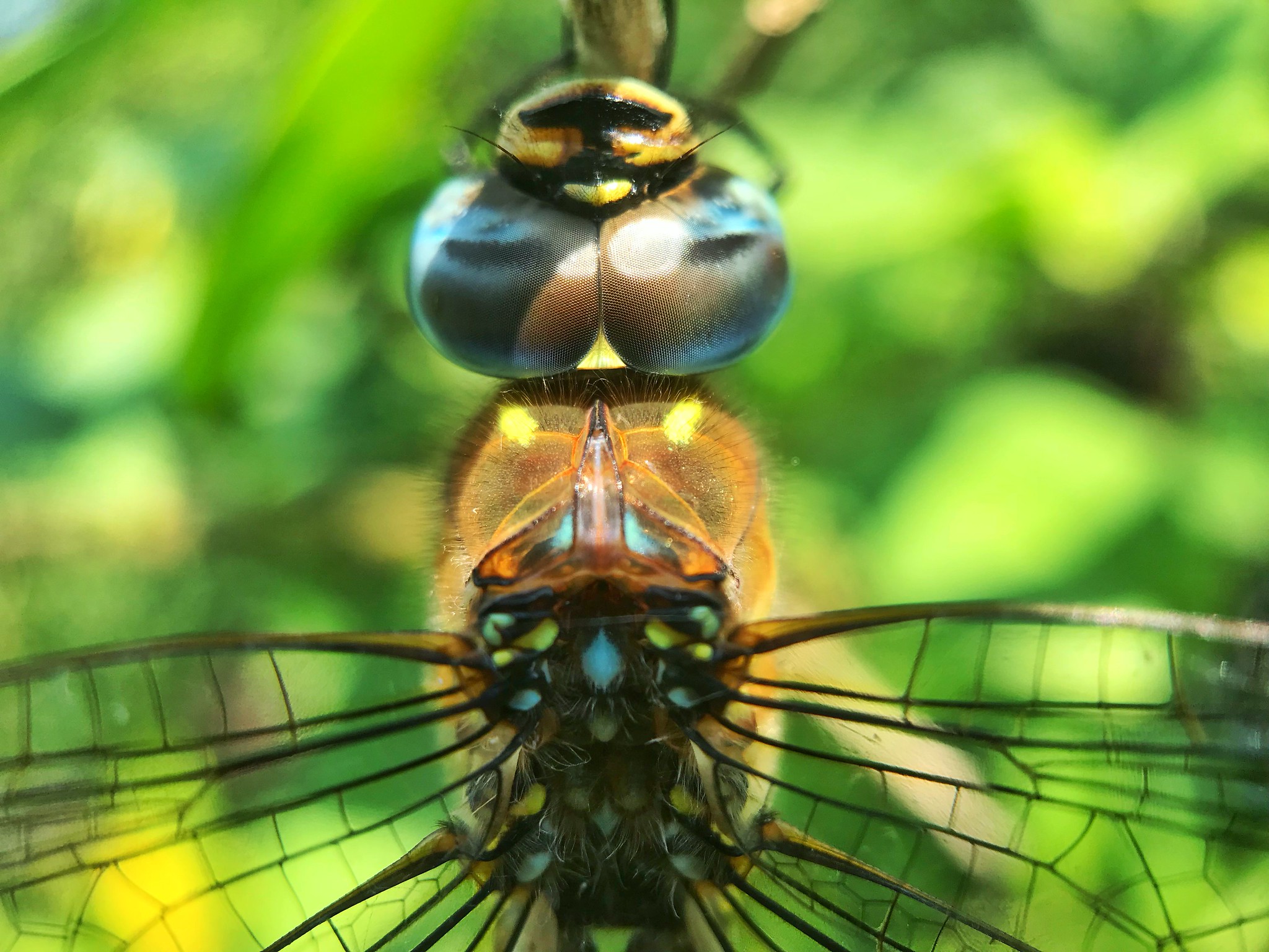 Ogen van een libelle