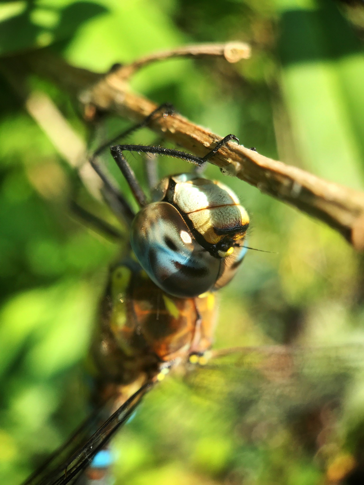 De ogen van een libelle