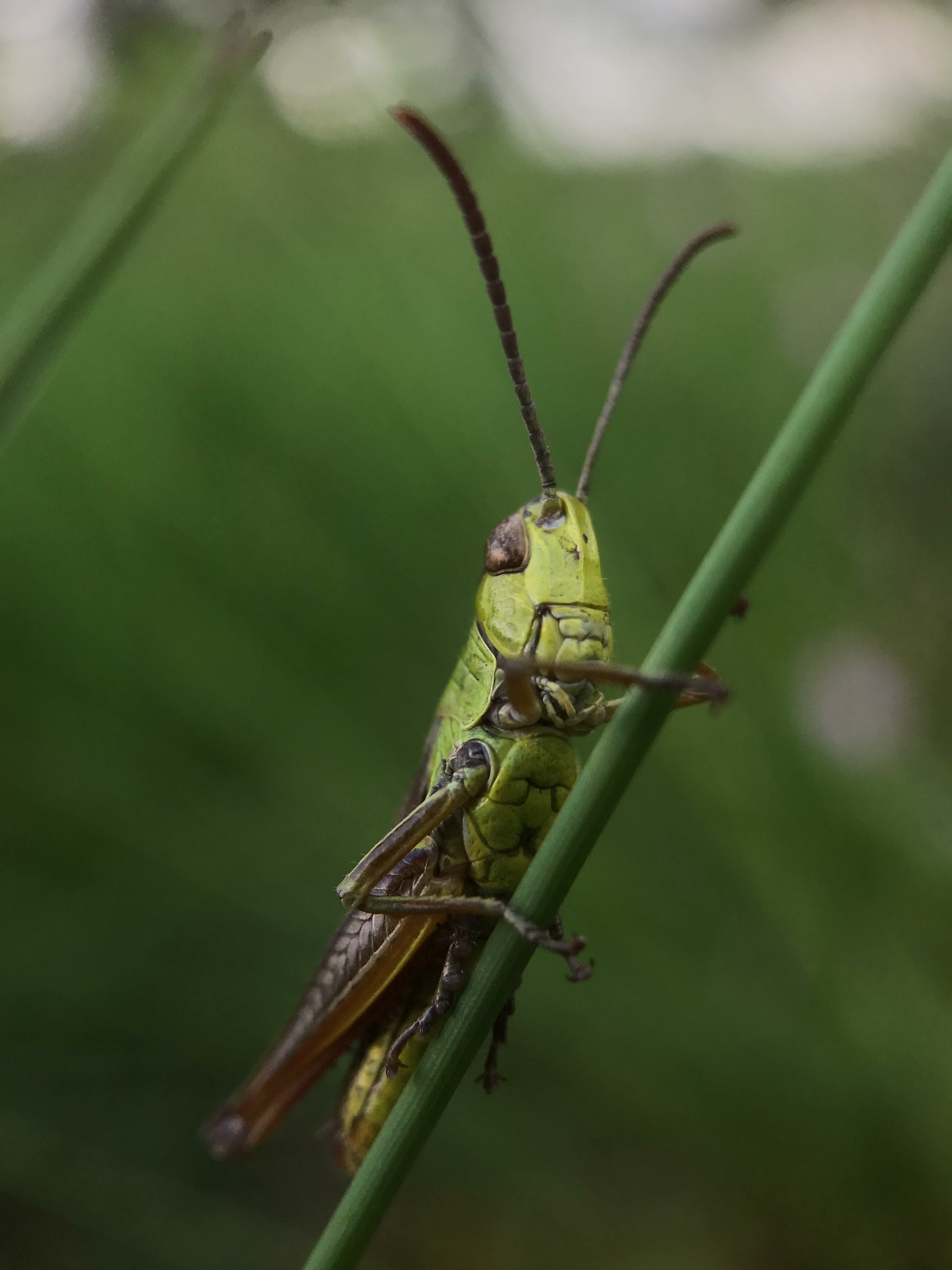 Sprinkhaan op een grasspriet