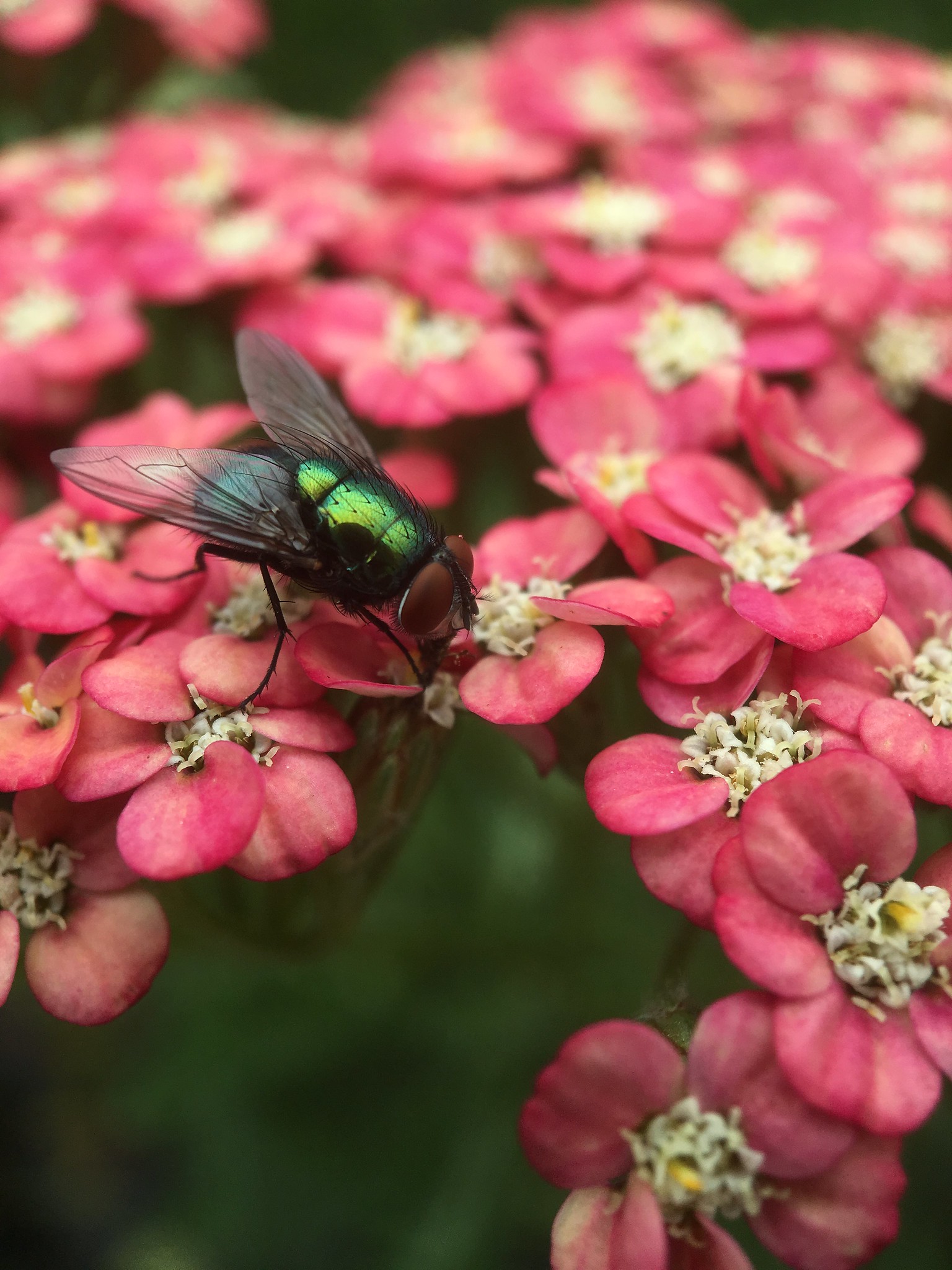 Vlieg op roze bloemen