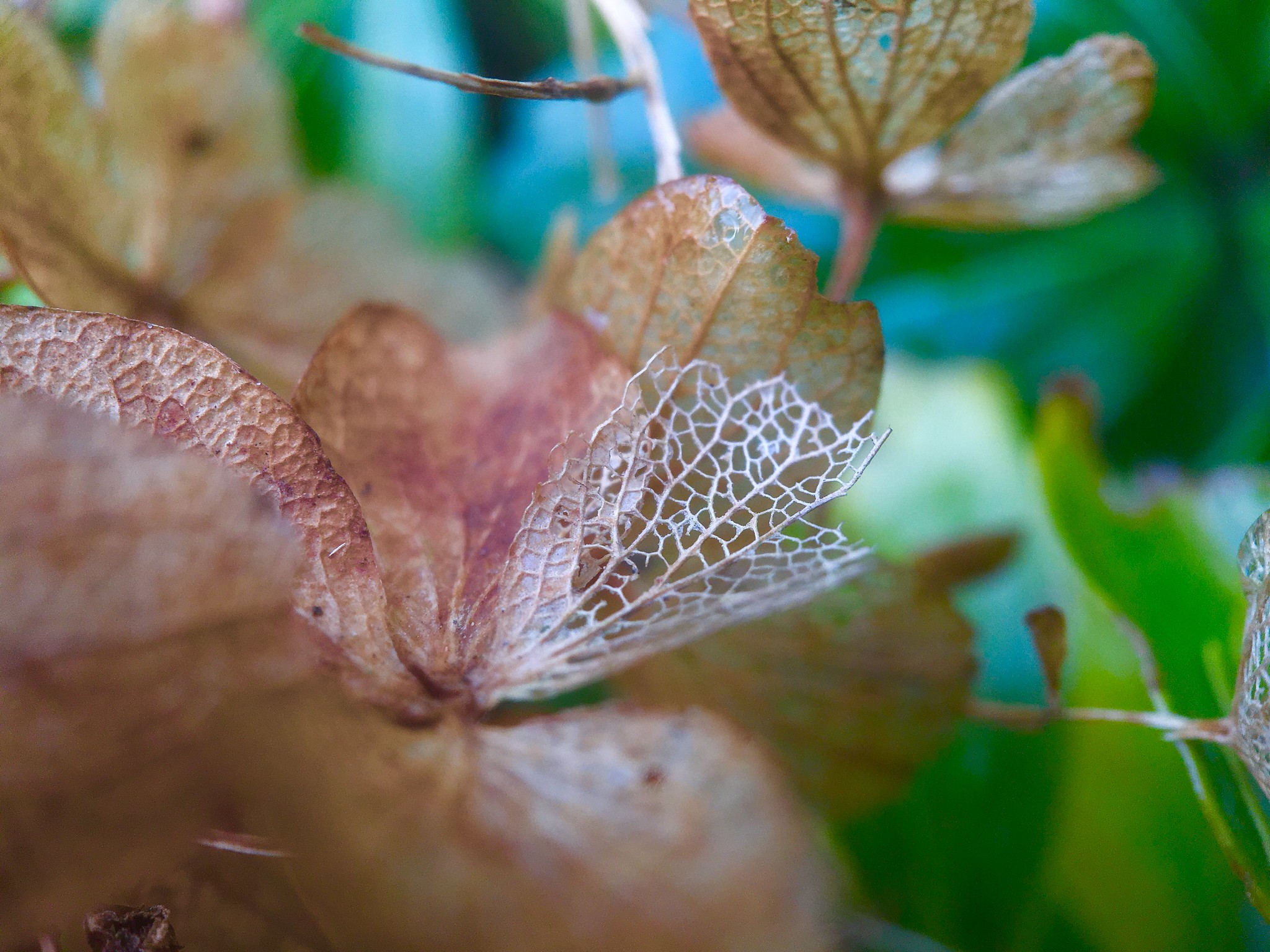 Hortensia blad in de herfst
