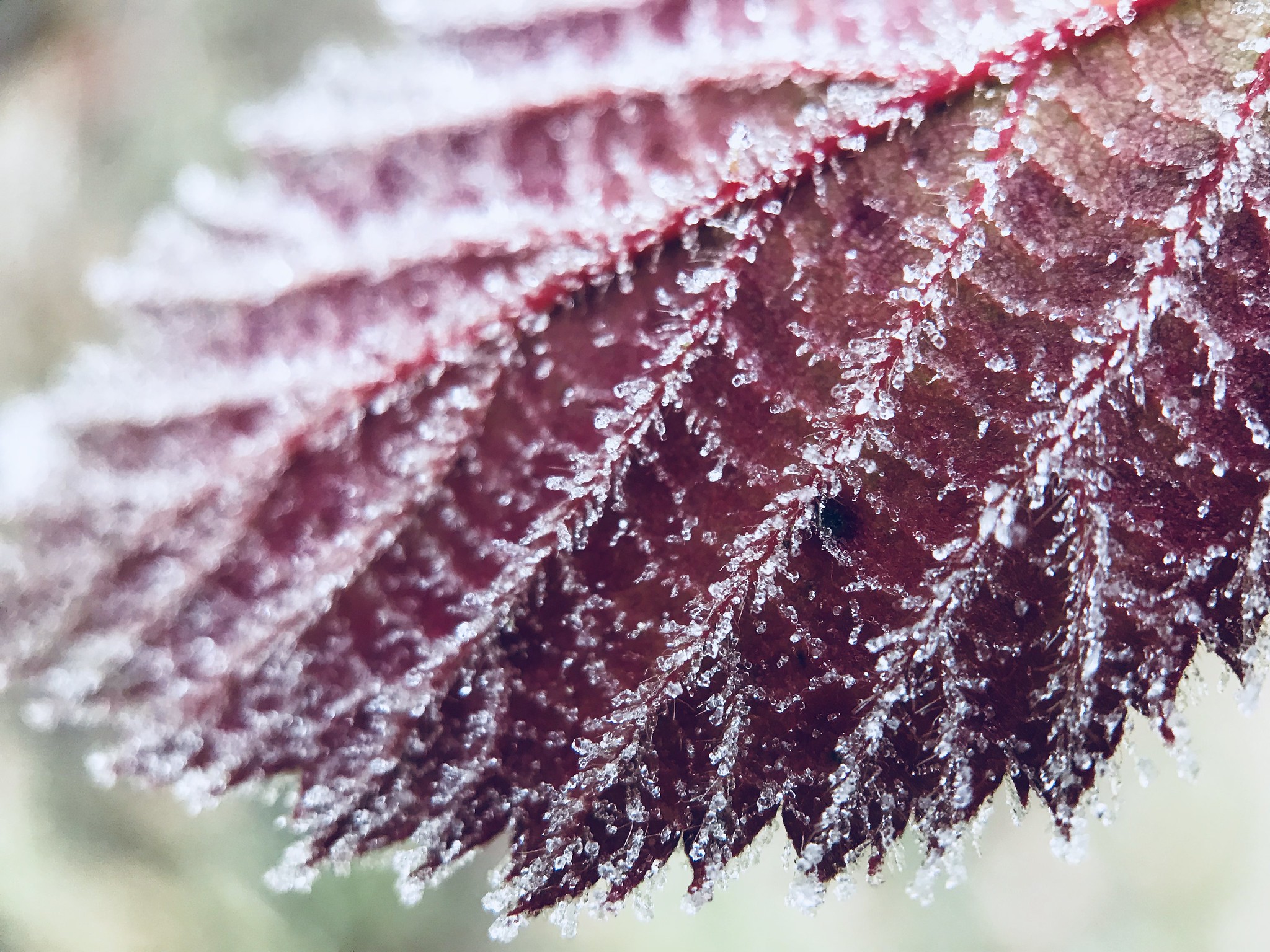 Rijp op een rood blad