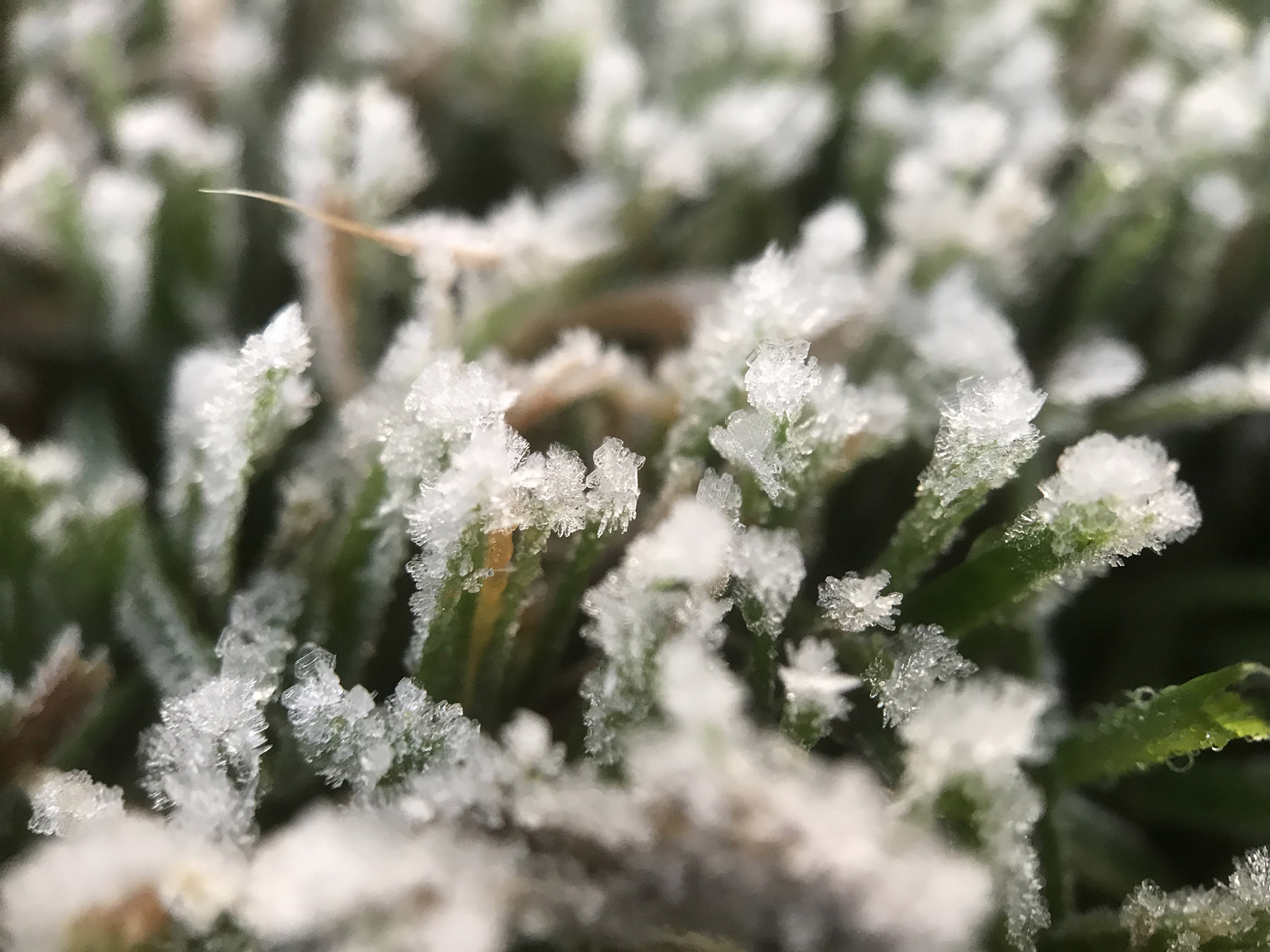 IJskristallen in het gras