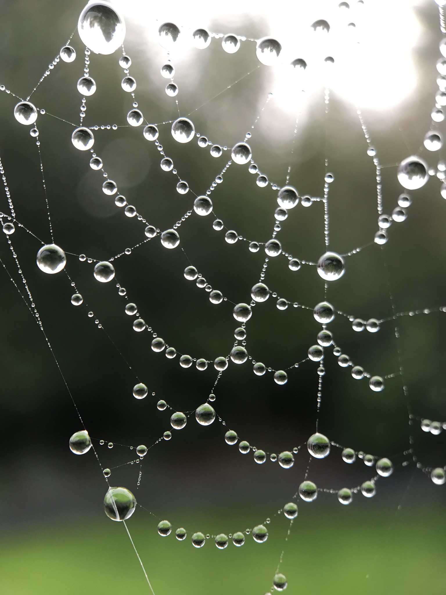 Dauwdruppels in een spinneweb